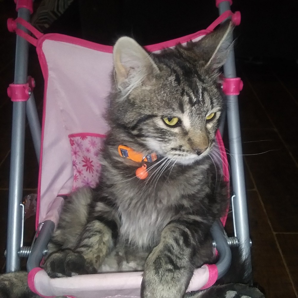 Meet your Posher, Chumi
